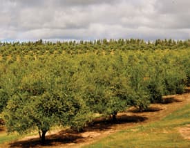 En Agroland la cosecha de aceitunas se realiza en sus propios olivares, situados en Garzón