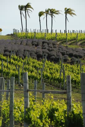 Entre olivares y vid, se encuentras las lavanda para dar un toque de color al paisaje