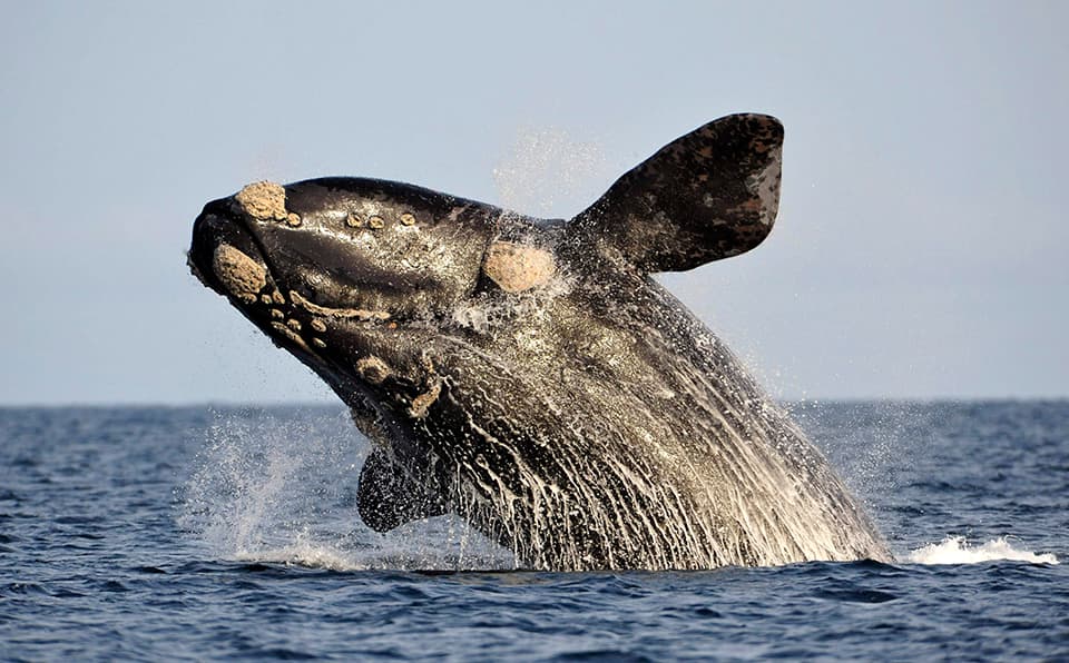 Lanzamiento de temporada de ballenas en Punta del Este
