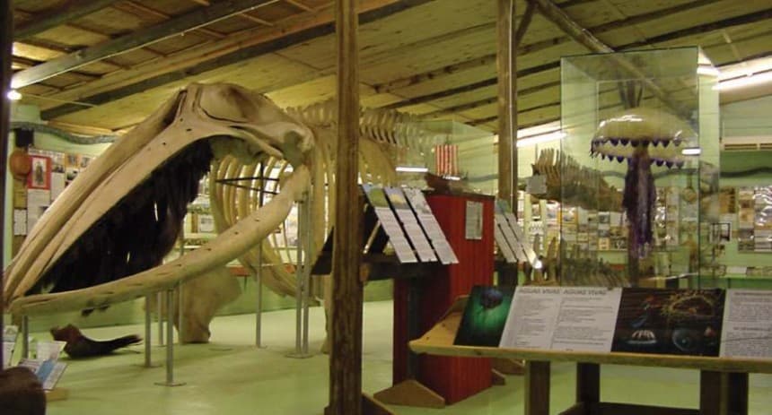 Museo del Mar, Museo Marino y Oceanográfico. Aves Marinas, Caracoles, Ballenas, esqueletos, fosiles, Piratas, Historia de los Balnearios, objetos antiguos, insectario y más...