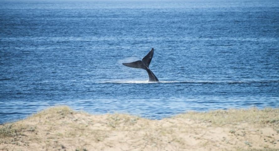 Inicia la temporada de ballenas 2016 en Punta del Este