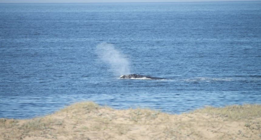 La ballena franca austral llega a medir más de 15 metros y a pesar entre 40-60 toneladas.