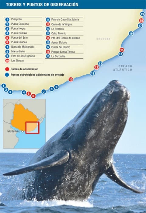 ballenas