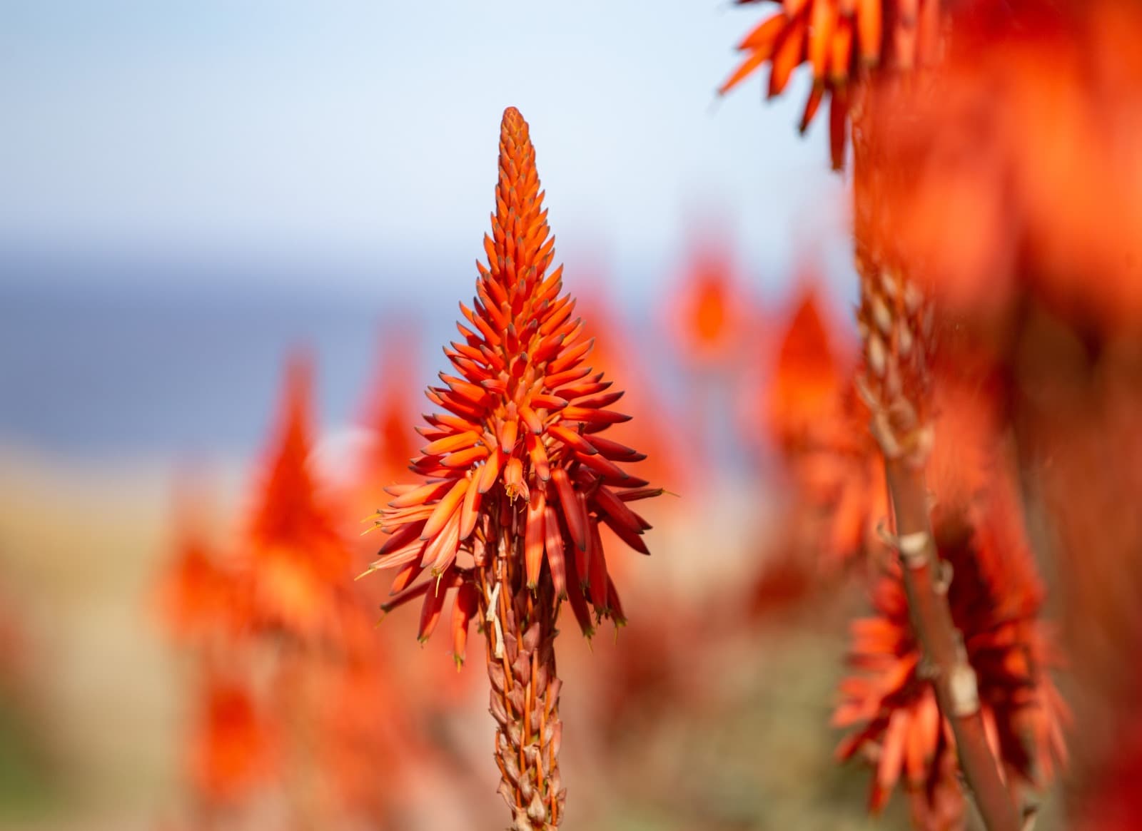 Aloe esteño, cura el cuerpo y el alma