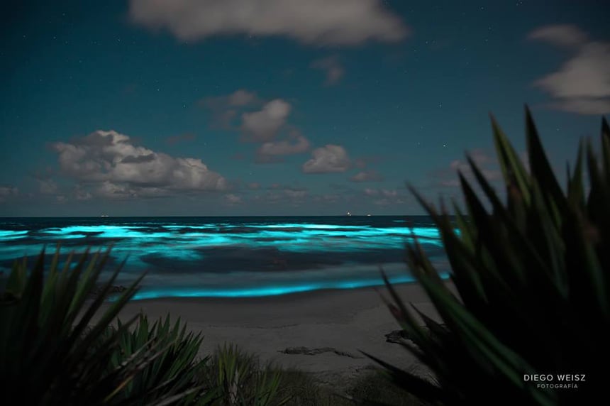 noctilucas3 noctilucas3