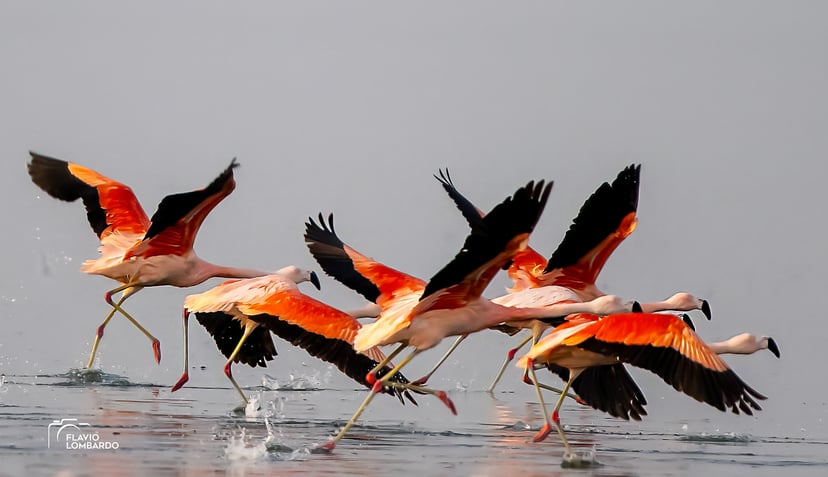 FLAMENCO-AUSTRAL-FNA–5369 baja FLAMENCO-AUSTRAL-FNA–5369 baja