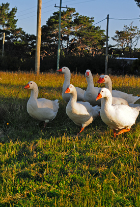 En Lomas de San Vicente, tuvimos en cuenta la creación de un microclima para tener un ambiente adecuado para las aves de la zona