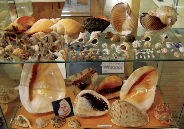 En el Museo del Mar, se pueden encontrar grandes exposiciones de caracoles entre otras