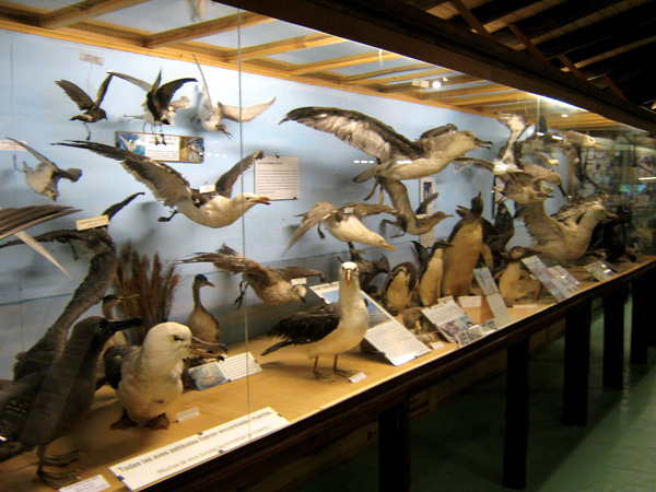 Museo del Mar - Muestra de variedad de especies de aves