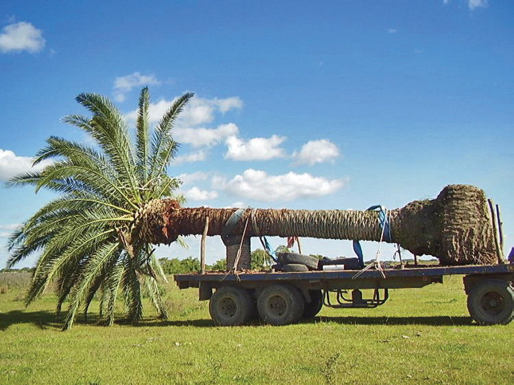 Transporte de grande palmeras