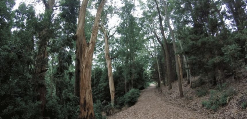 Un paseo por Arboretum Lussich, un gran bosque de abundante vegetación autóctona...