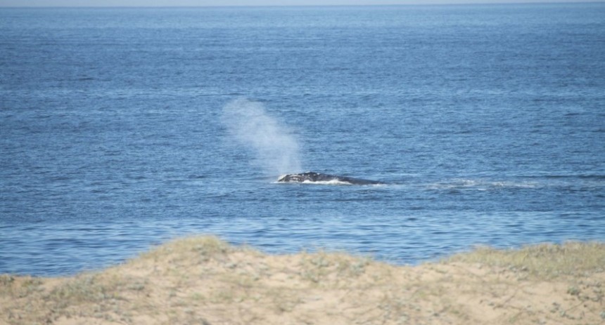 La ballena franca austral llega a medir más de 15 metros y a pesar entre 40-60 toneladas. 
