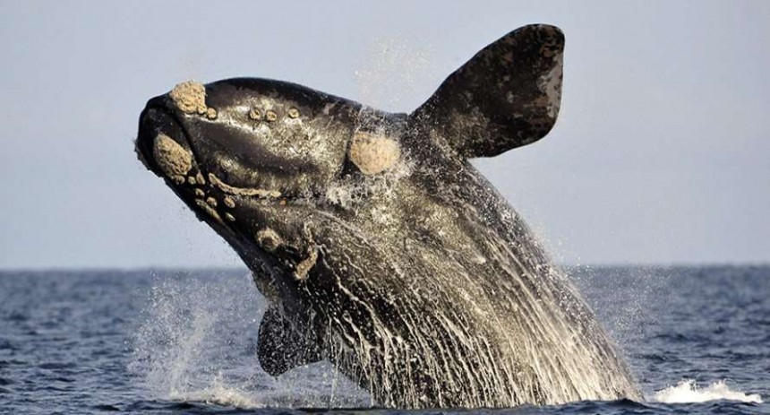 Hoy se estima que hay entre 12.000 y 17.000 ballenas francas australes en todo el Hemisferio Sur. 