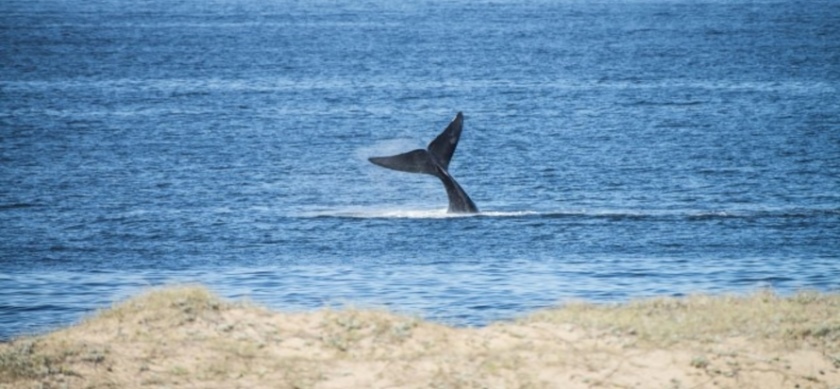 Cola de ballena franca austral en la bahía de Maldonado, foto tomada por Punta del Este Internacional en la Parada 46 de Playa Mansa